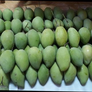 Xoài cát hòa lộc