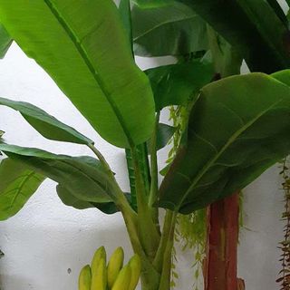 Chậu cây chuối giả