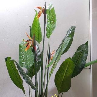 Chậu cây chuối giả