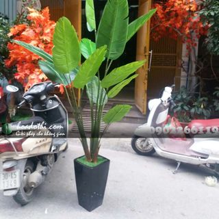 Chậu cây chuối giả