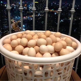 Trứng gà vữa