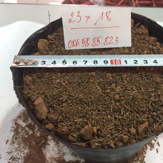 Túi bầu ươm cây bằng nhựa dẻo Bịch bầu cây 16x14 18x16 21x17 23x18