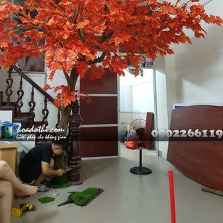 Cây lá phong giả
