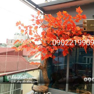 Cây lá phong giả