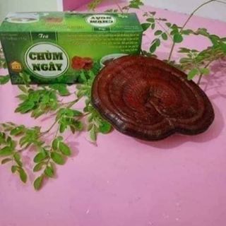 Trà Chùm Ngây