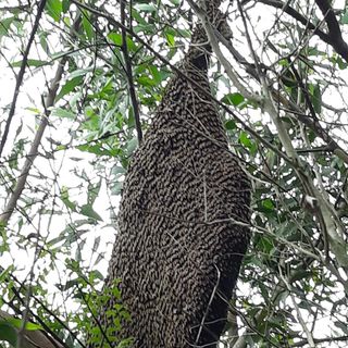 Mật ong rừng Cà Mau