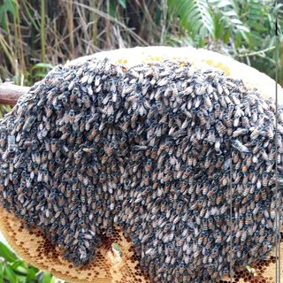 Mật ong rừng Cà Mau