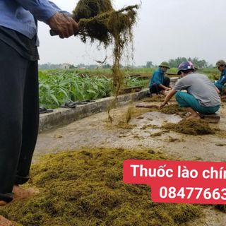 Điếu Cày Đẹp Giá Rẻ Nhất Hiện nay