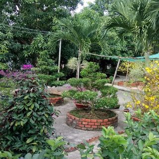 Bán vườn mai Tiền Giang bán cây nguyệt quế tuổi thọ cao