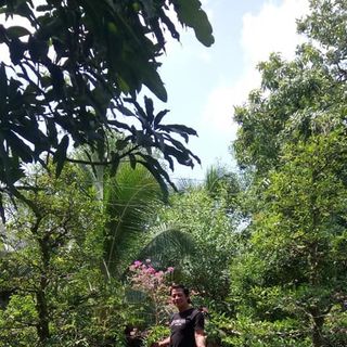 Bán vườn mai Tiền Giang bán cây nguyệt quế tuổi thọ cao