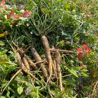 Trà sâm - nhân sâm khô