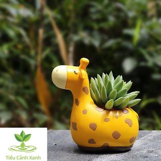 Chậu cây Hươu cao cổ mộng mơ