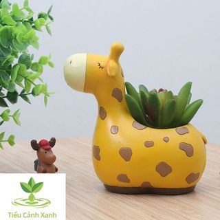 Chậu cây Hươu cao cổ mộng mơ