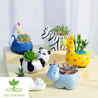 Chậu cây Hươu cao cổ mộng mơ