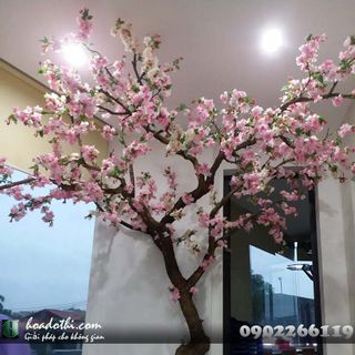 Cây hoa mộc lan giả