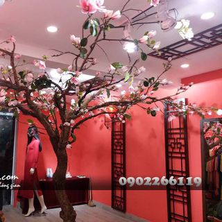 Cây hoa mộc lan giả