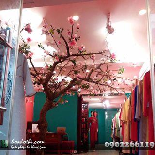 Cây hoa mộc lan giả