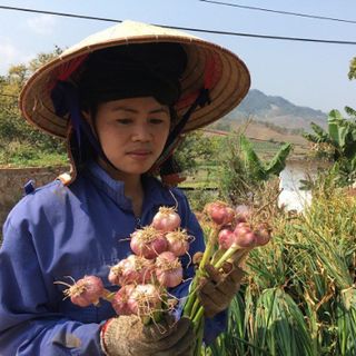 Chuyên sỉ tỏi nhánh hải dương