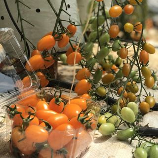 Cà Chua Trái Cây Đà Lạt 100 Organic giá sỉ​ giá bán buôn