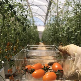 Cà Chua Trái Cây Đà Lạt 100 Organic giá sỉ​ giá bán buôn