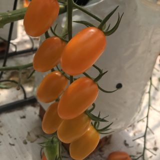 Cà Chua Trái Cây Đà Lạt 100 Organic giá sỉ​ giá bán buôn