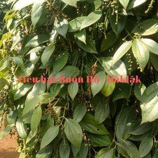 TIÊU HẠT SẠCH BUÔN HỒ - ĐĂKLĂK