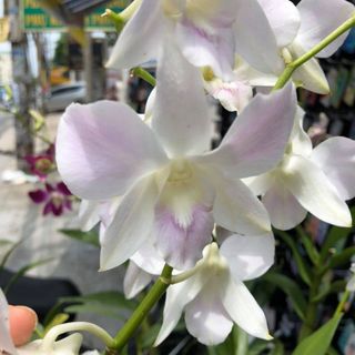 Hoa Lan Giống DENDRO Màu Thái Lan HOALAN