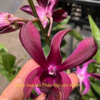 Hoa Lan Giống DENDRO Màu Thái Lan HOALAN