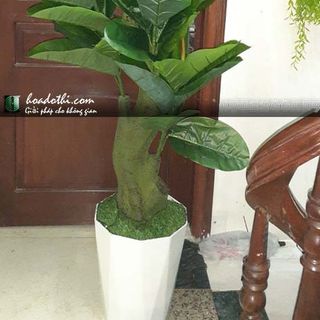 Cây bàng Singapore giả