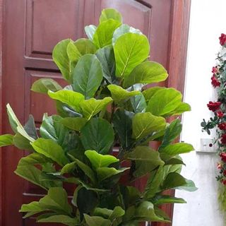 Cây bàng Singapore giả