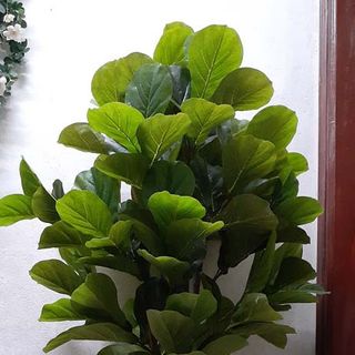 Cây bàng Singapore giả