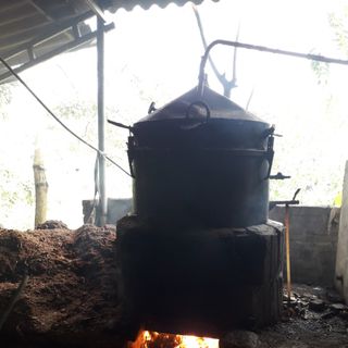 TINH DẦU GIÁ SỈ