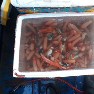 Tu Hài Đỏ Quảng Ninh tươi sống