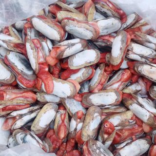 Tu Hài Đỏ Quảng Ninh tươi sống