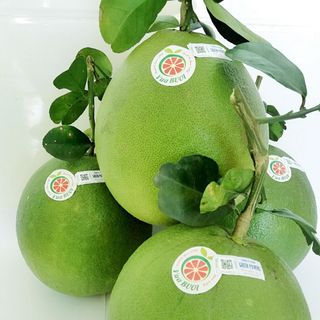 BƯỞI DA XANH- Bến Tre