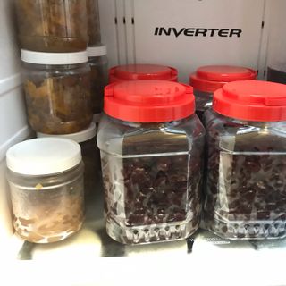 HẠT ĐÁC TƯƠI - ĐÁC RIM