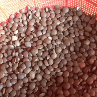 Sacha Inchi Hạt Sachi