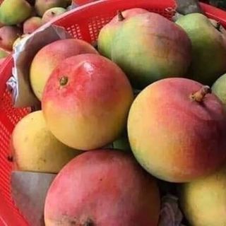 XOÀI ÚC - GIÁ SIÊU RẺ -