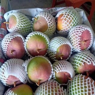 XOÀI ÚC - GIÁ SIÊU RẺ -