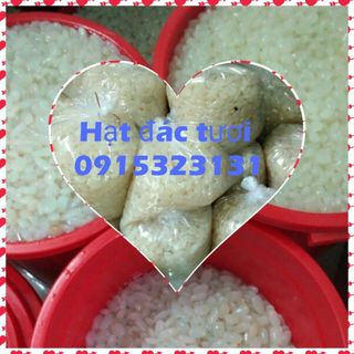 Hạt đác Nha Trang