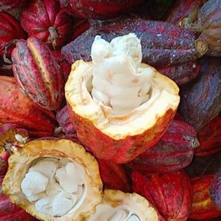 BỘT CACAO NGUYÊN CHẤT