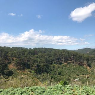 Bông atiso tươi