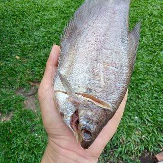 Cá sặc bổi 1 nắng An Giang
