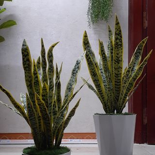 Chậu cây lưỡi hổ giả