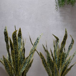 Chậu cây lưỡi hổ giả