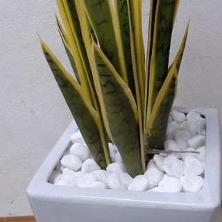 Chậu cây lưỡi hổ giả