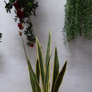 Chậu cây lưỡi hổ giả