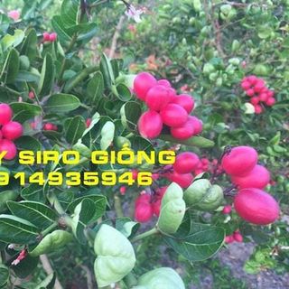 Cây Siro giống sỉ 30k