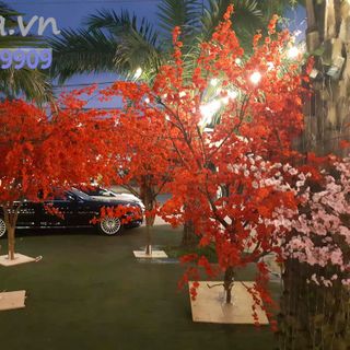 Cây phong lá đỏ