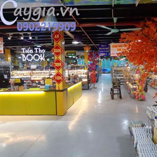 Cây phong lá đỏ